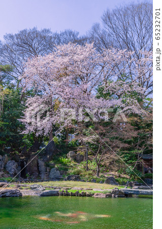 桜咲く庭園 靖国神社 桜咲く庭園 靖国神社 65232701