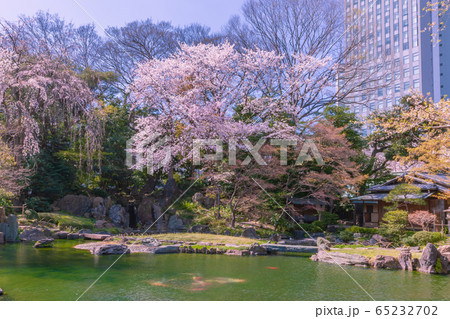 桜咲く庭園 靖国神社 桜咲く庭園 靖国神社 65232702