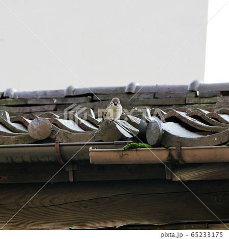 風景建物鳥写真　雀のお宿　みんなの帰りを待つ子スズメ 65233175