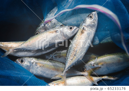Mackerel sardine fishes in fishery blue seine. 65233176