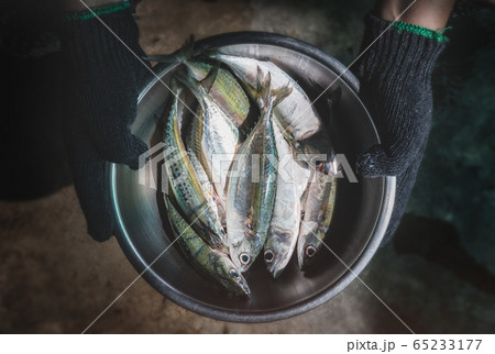 Mackerel sardine fishes in bowl. Mackerel sardine fishes in bowl. 65233177