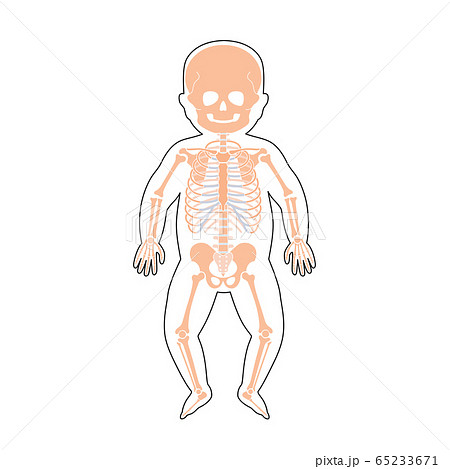 Internal structure of baby body 65233671