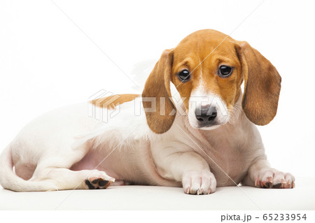 image of dog white background image of dog white background 65233954