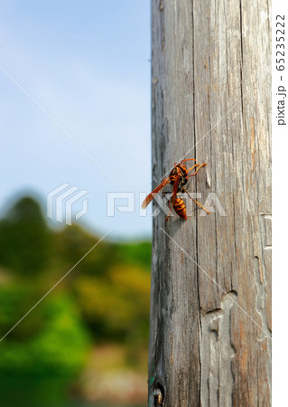 アシナガバチ 65235222