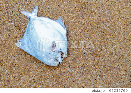 silver flat fish thrown on a sandy beach, dead and silver flat fish thrown on a sandy beach, dead and 65235769