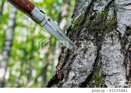 sharp knife stuck in the trunk of a birch tree sharp knife stuck in the trunk of a birch tree 65235881