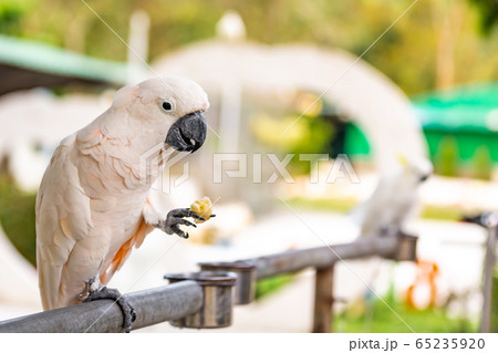 white parrot sits on a perch holding a fruit in 65235920
