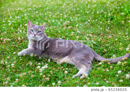 gray and cute smooth-haired cat lies on a green 65236020