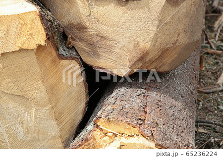 logs felled uneven close-up stacked in a pile on logs felled uneven close-up stacked in a pile on 65236224