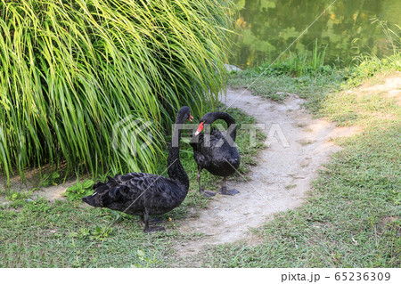 pair of large black swans walk among the tall 65236309