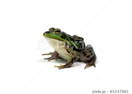 カエル カエル 65237061