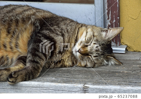 眠る猫 眠る猫 65237088