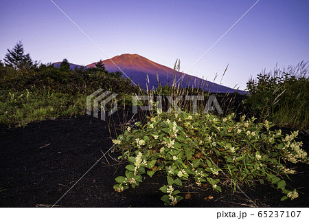【静岡県】富士山御殿場口登山道のフジアザミ 【静岡県】富士山御殿場口登山道のフジアザミ 65237107