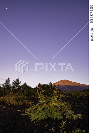 【静岡県】富士山御殿場口登山道のフジアザミ 65237109