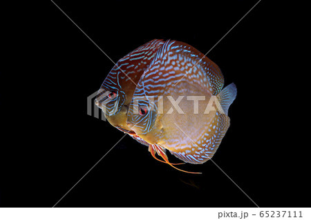 寄り添うディスカス 65237111