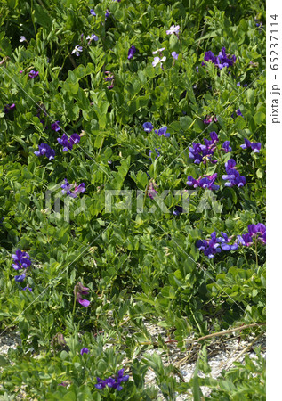 ハマエンドウ ハマエンドウ 65237114