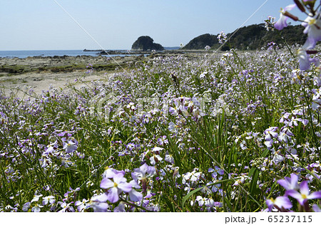 春の海辺 65237115