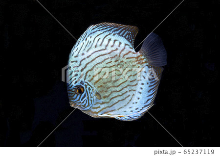 ターコイズディスカス ターコイズディスカス 65237119