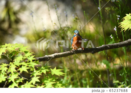 カワセミ5218 カワセミ5218 65237688