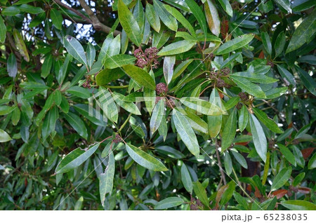 ユズリハのつぼみ 雄花 ユズリハのつぼみ 雄花 65238035