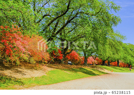 赤いツツジと新緑の桜並木 赤いツツジと新緑の桜並木 65238115