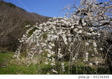 岩泉の春　モリオカシダレ 65238369