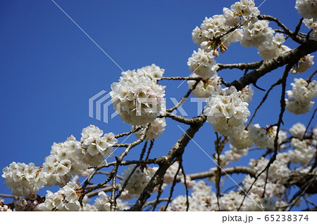 岩泉の春　モリオカシダレ 65238374