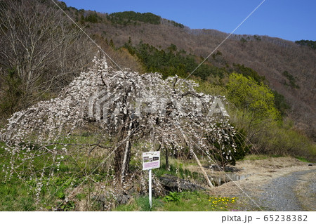 岩泉の春　モリオカシダレ 65238382