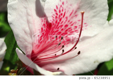 ツツジ　花芯 65238951