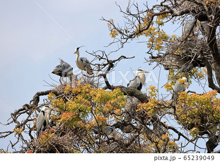 サギのコロニー サギのコロニー 65239049
