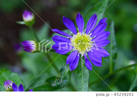 都忘れの花 65239201