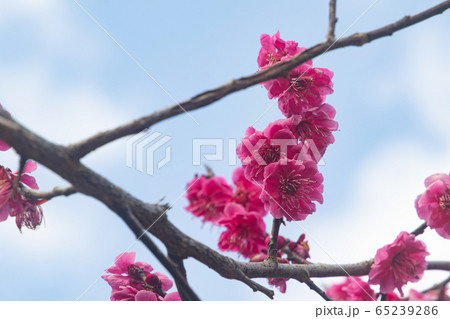 梅の花 65239286