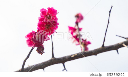 梅の花 65239292