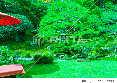 滋賀県大津市坂本にある元里坊　旧竹林院にある新緑を撮影 65239994