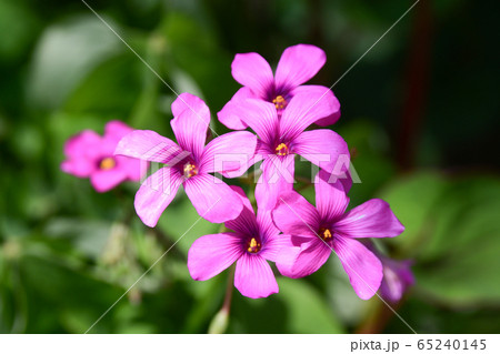 イモカタバミの花 65240145