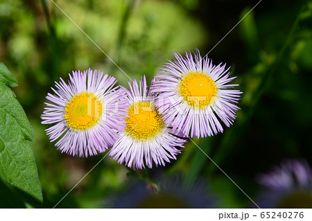 ハルジオンの花 65240276