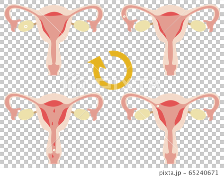 Uterine cycle diagram Uterine cycle diagram 65240671