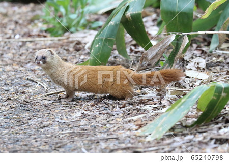 ホンドイタチ 65240798