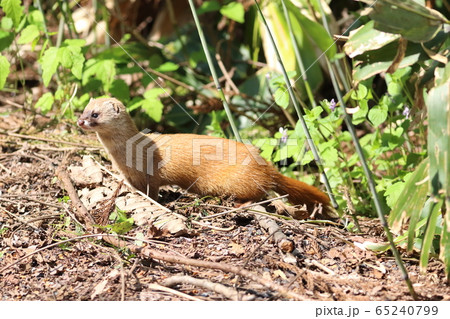 ホンドイタチ 65240799