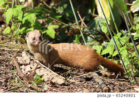 ホンドイタチ 65240801