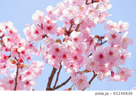 満開の陽光桜 満開の陽光桜 65240836