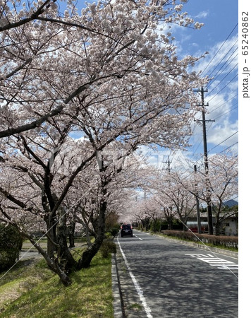 桜並木 桜並木 65240862