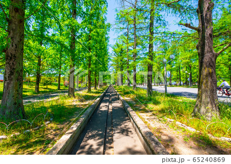 鶴見緑地メタセコイアの新緑 65240869