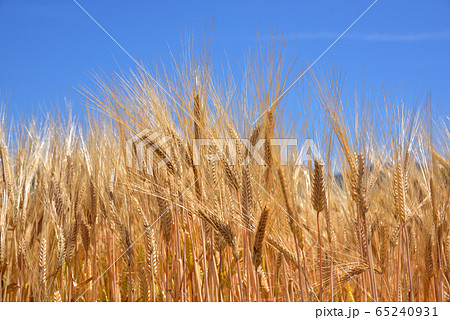 麦秋 大麦 麦畑 初夏イメージ 実りイメージ 麦秋 大麦 麦畑 初夏イメージ 実りイメージ 65240931