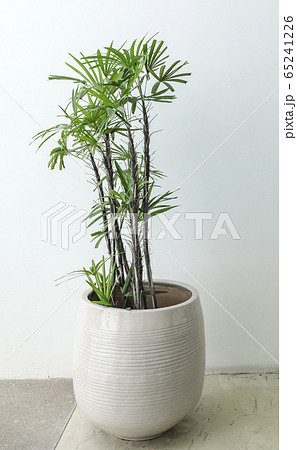 green plant in white modern pot 65241226