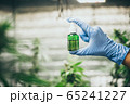 Commercial hemp farming in a greenhouse. 65241227