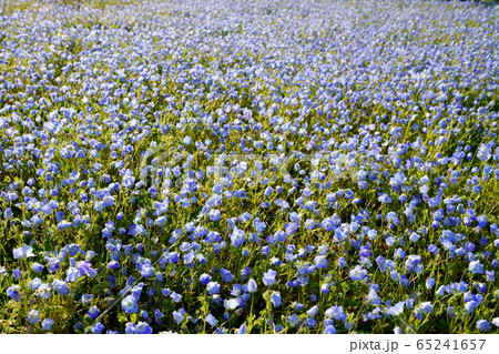 ネモフィラの花 ネモフィラの花 65241657