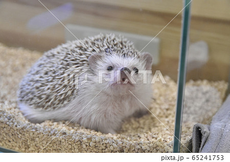 ハリネズミ 65241753