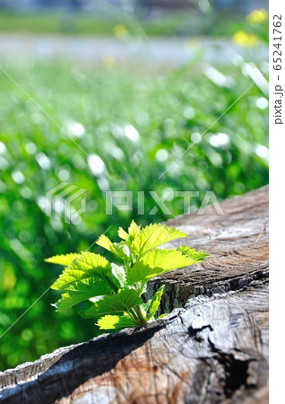 芽吹き 芽吹き 65241762