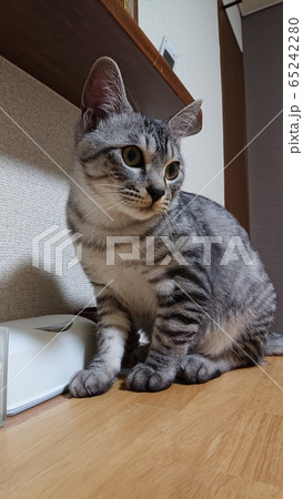 ハッ！？何か動いた 65242280